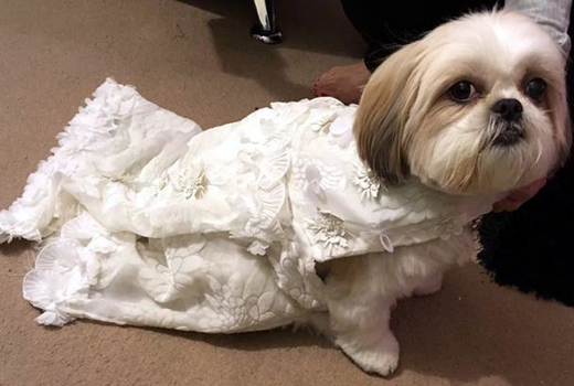 bella dogwed